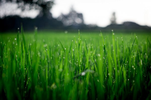 bright green blades of grass with dew on them , with a house in the background out of focue